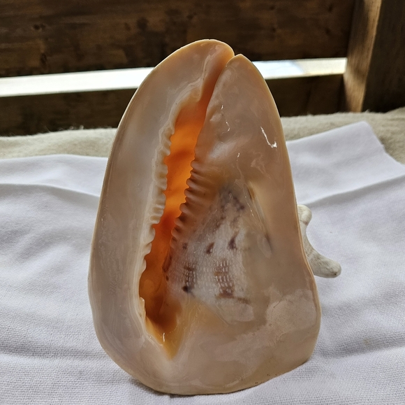 Large Conch Shell - Picture 2 of 6